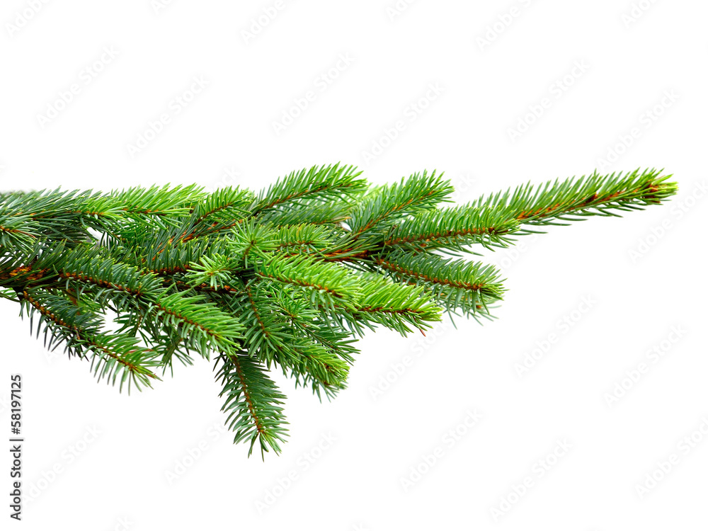 fir tree fir tree
