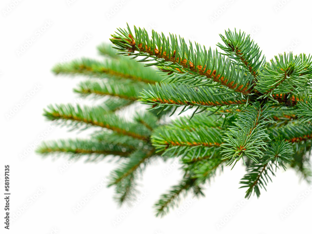 fir tree