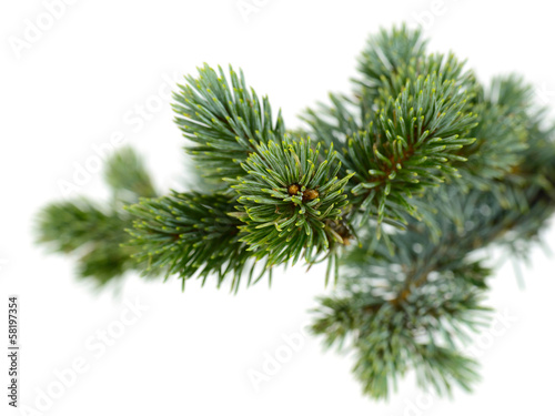 fir tree