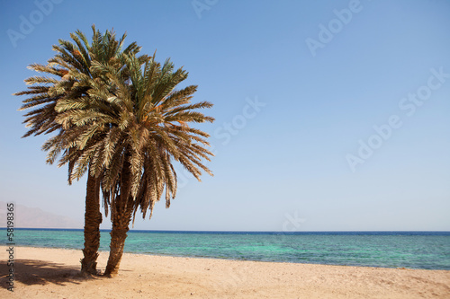 palms on the beach © vsurkov