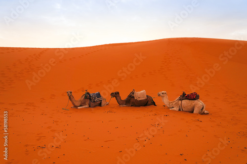 In special  holiday on a camel ride