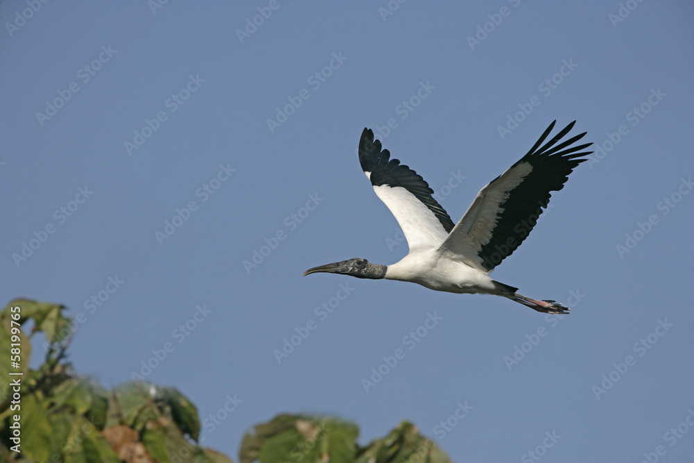 Fototapeta premium American wood-stork, Mycteria americana