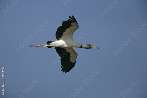 American wood-stork, Mycteria americana