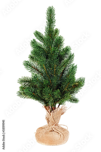 Fir tree for Christmas isolated on white background.