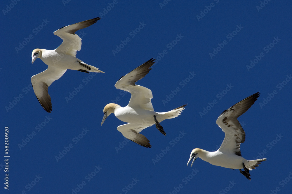 Obraz premium sule in volo BBC