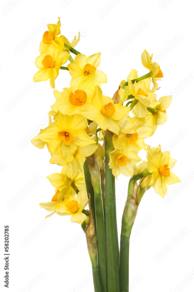 Narcissus flowers