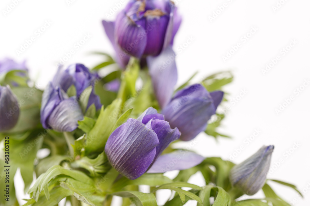 Prairie Crocus