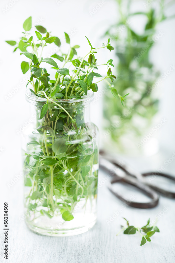 fresh thyme herb in glass fresh thyme herb in glass