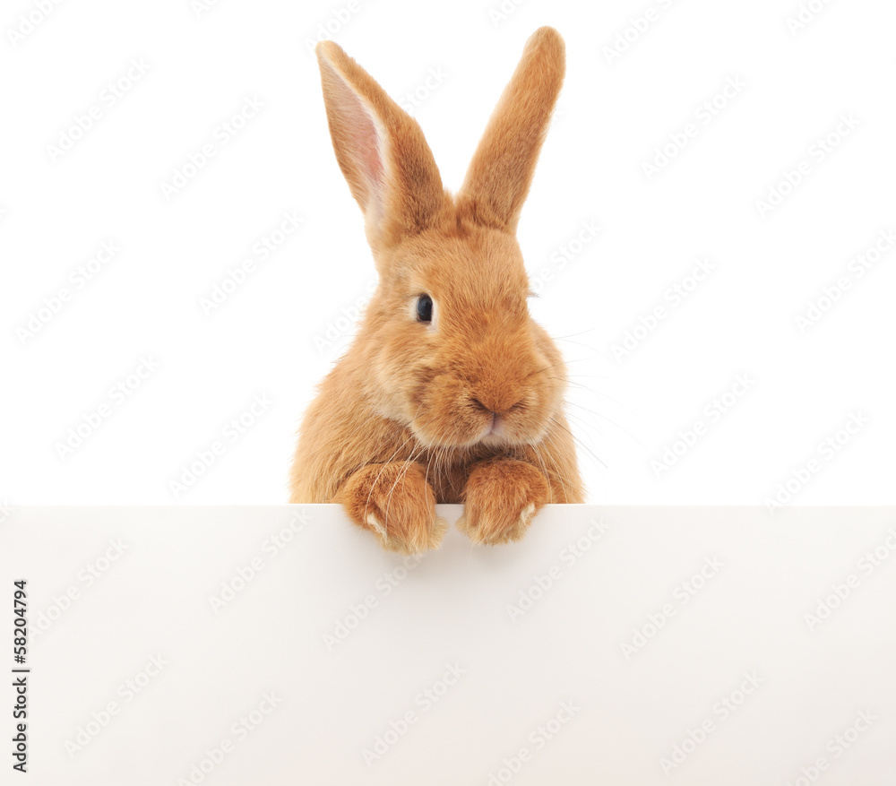 Obraz premium rabbit with blank