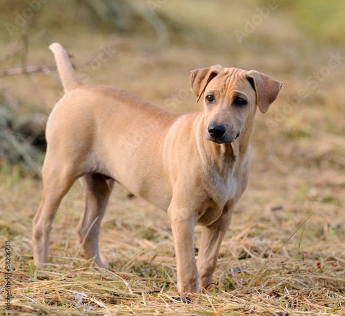 Thai Ridgeback Dog