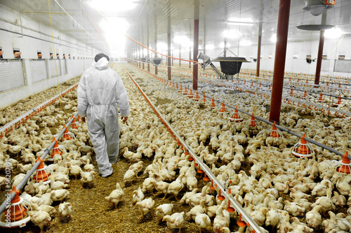 Fotografie, Obraz Poultry Farm And A Veterinary