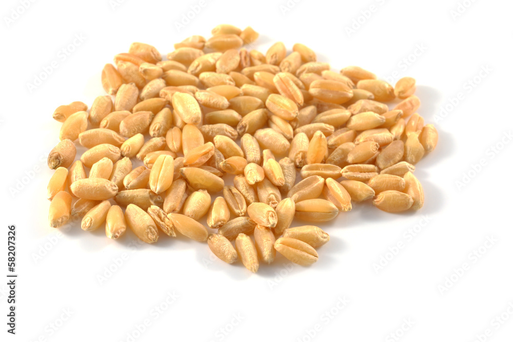wheat isolated on white background
