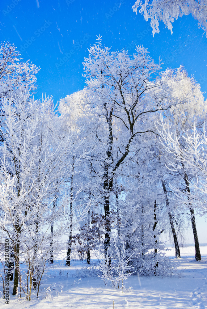 Branches of trees covered with snow winter morning in forest.