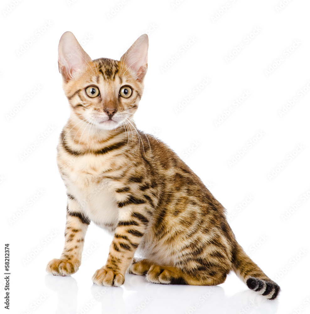 purebred bengal kitten. looking at camera. isolated on white 