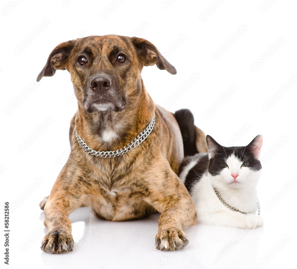 Fototapeta dog and cat together looking at camera. isolated on white