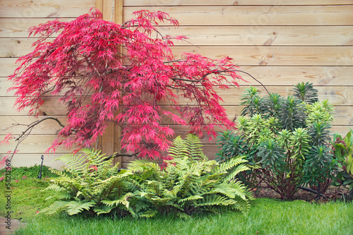 Erable rouge acer palmatum dissectum en automne photo