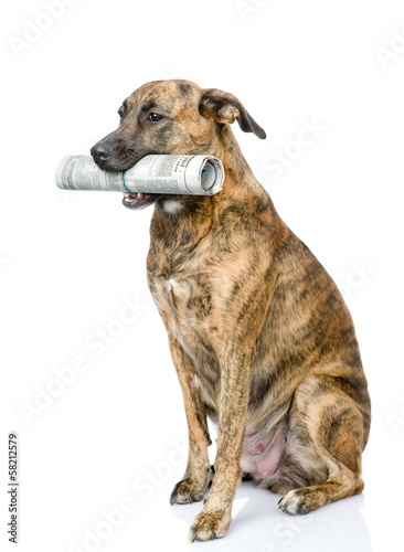 dog carrying newspaper. isolated on white background