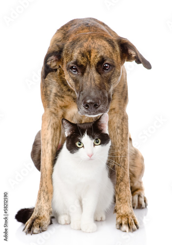 Dog and cat sitting in front. isolated on white background
