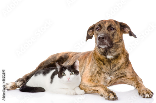 mixed breed dog and cat together. isolated on white background
