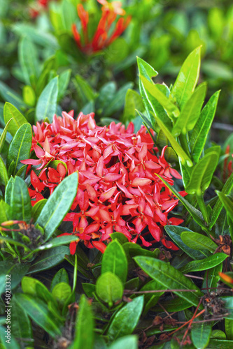 Ixora flowers in the nature