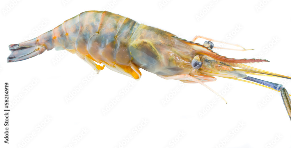 Giant River Freshwater Prawn or Macrobrachium rosenbergii Giant River Freshwater Prawn or Macrobrachium rosenbergii