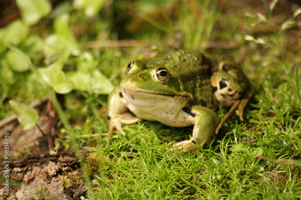 Grenouille verte Grenouille verte