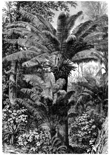 Fototapeta Naklejka Na Ścianę i Meble -  Chamaerops - Dwarf Palm Tree