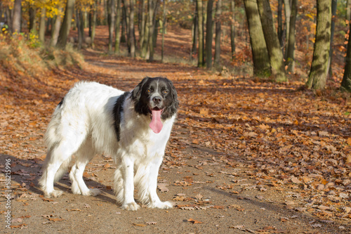 Landseer dog walking outside in a park or forest in autumn. Cute black and white large breed dog is looking at camera