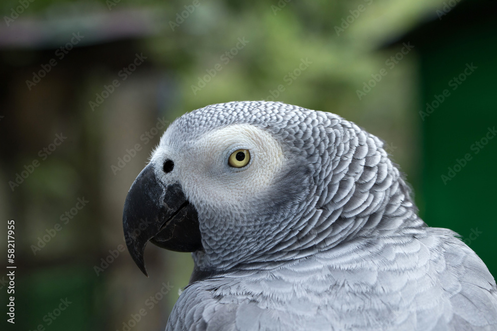 Obraz premium parrot bird