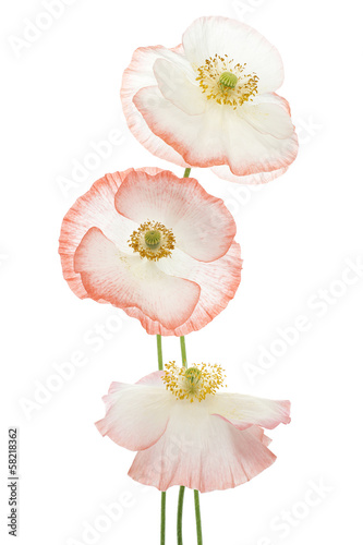 Fototapeta Naklejka Na Ścianę i Meble -  poppy