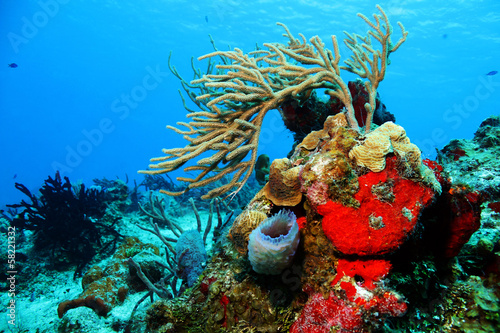 Corals against Blue Water, Cozumel, Mexico