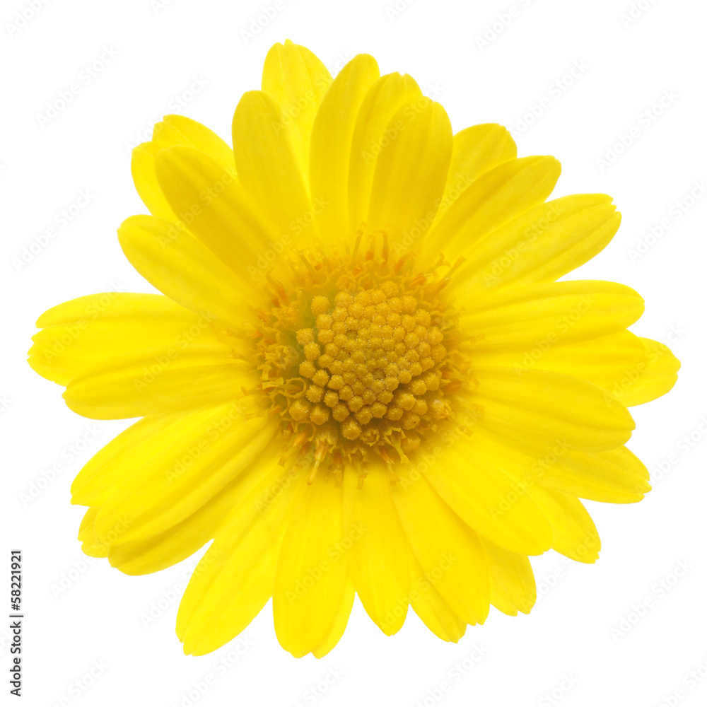 yellow flower