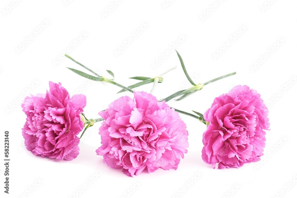 Pink carnations Pink carnations