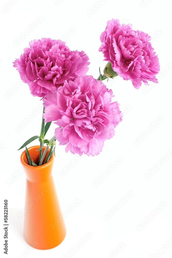 Obraz premium Pink carnations