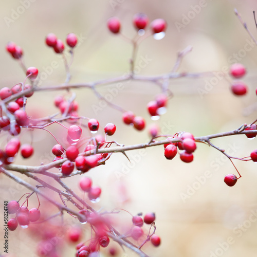 Wild berries background
