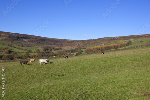 farndale cows