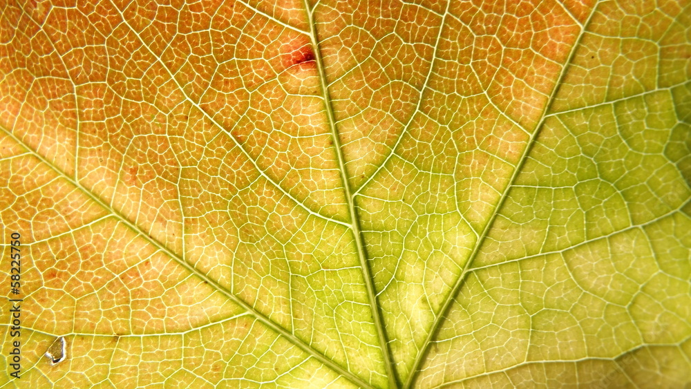Fototapeta Grapes Leaf Background Macro