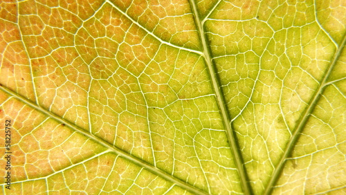 Grapes Leaf Background Macro