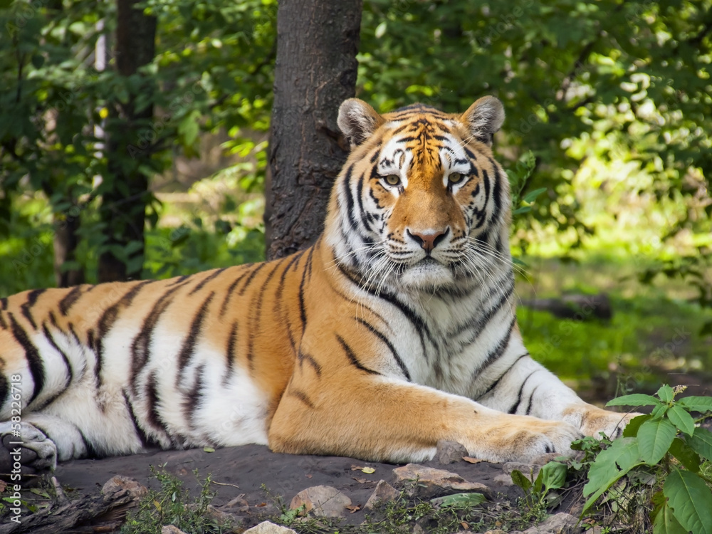 Fototapeta premium Tygrys syberyjski lub amurski (Panthera tigris altaica)