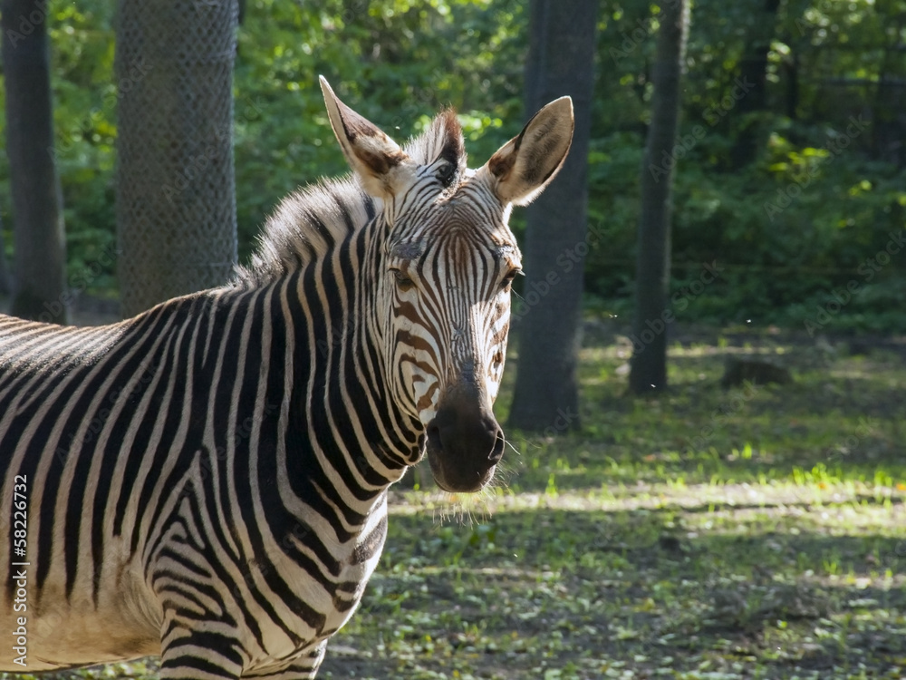 Hartmann's mountain zebra (Equus zebra hartmannae) Hartmann's mountain zebra (Equus zebra hartmannae)