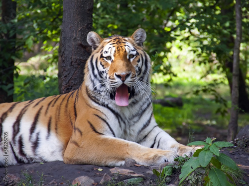 Siberian or amur tiger  Panthera tigris altaica 