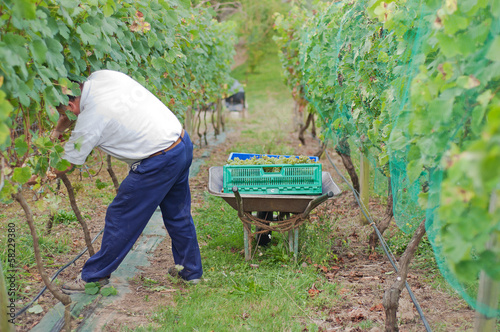 Man cutting white grapes in the vineyard