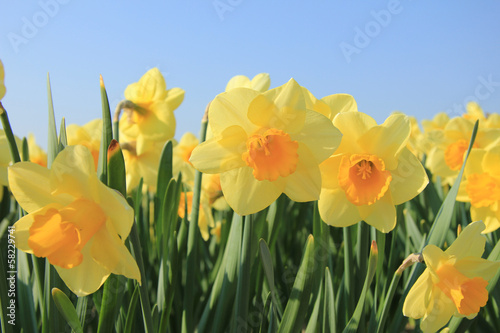 Fototapeta Naklejka Na Ścianę i Meble -  Yellow daffodils in a field