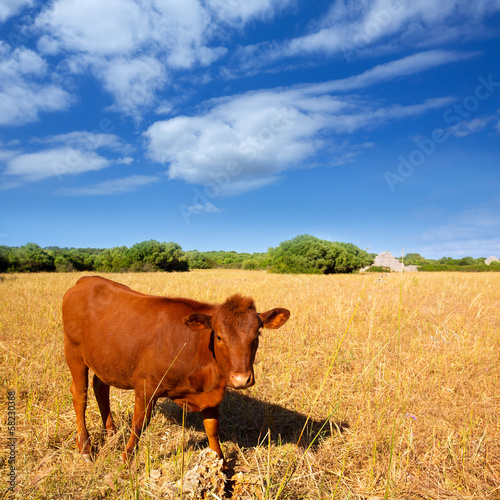 Menorca brown cow grazing in golden field near Ciutadella © lunamarina