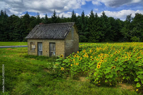 The old house in the field of sunflowers