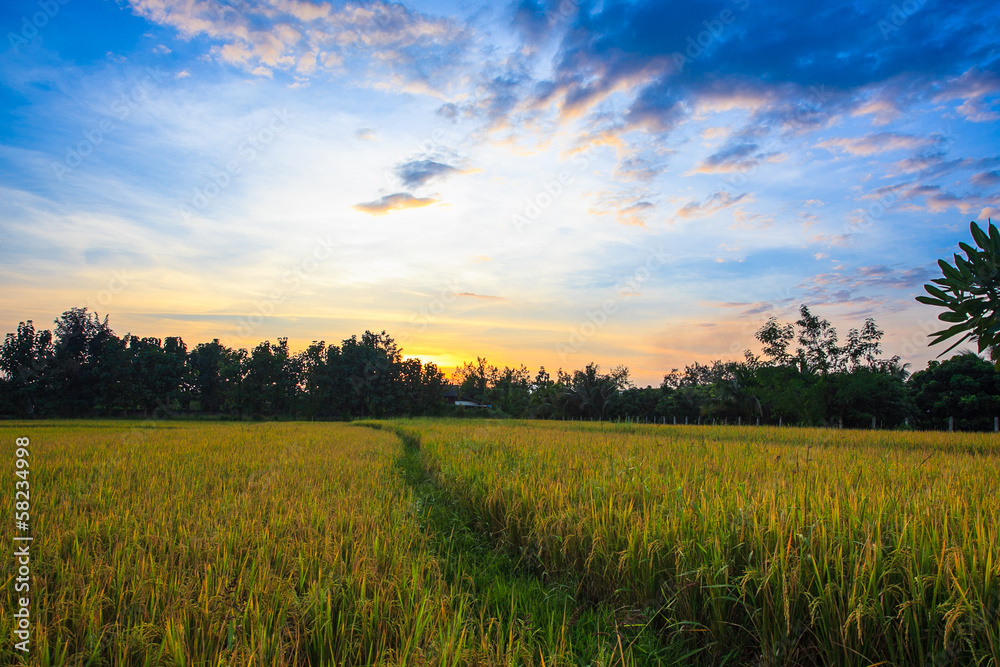 sunset and rice field