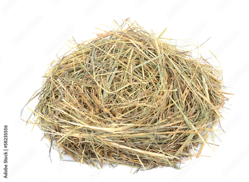 Empty birds nest Empty birds nest