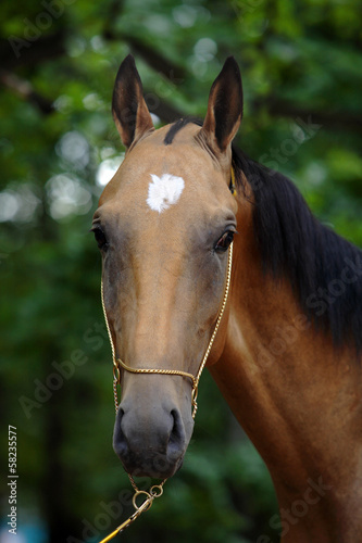 Akhal-Teke horse, "golden" buckskin stallion © horsemen