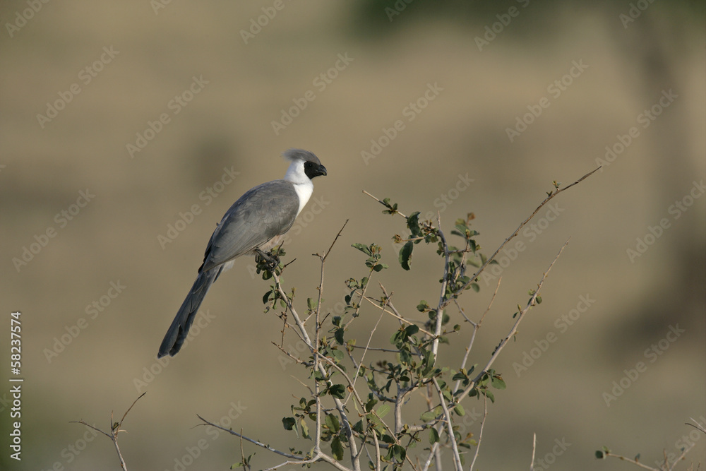 Fototapeta premium Bare faced go away bird, Corythaixoides personata