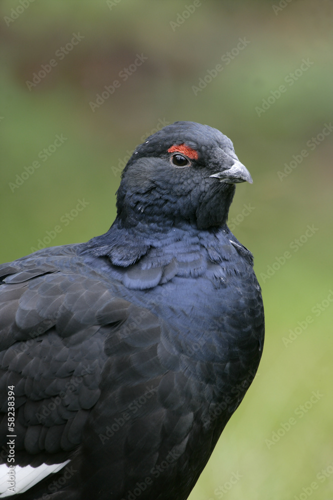 Black grouse, Tetrao tetrix Black grouse, Tetrao tetrix
